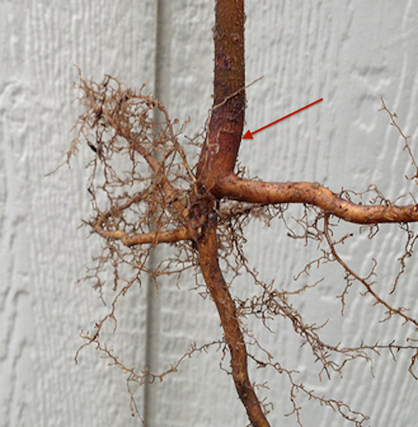 The base of a tree trunk where it splits into roots. An arrow points to the part at the base of the trunk, where the color becomes lighter at the roots.
