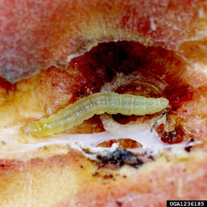 Oriental fruit moth caterpillar on fruit