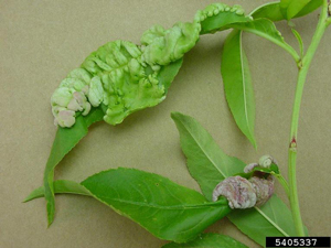 peach leaves with peach leaf curl