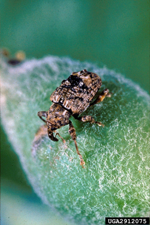 plum curculio on fruit