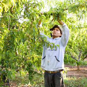 man thins peach tree
