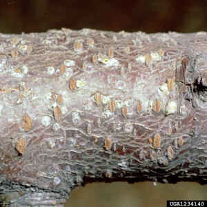 white peach scale on tree