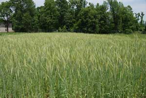 Cereal rye cover crop