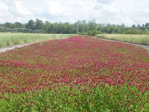 Crimson Clover cover crop.