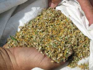 Crimson Clover seeds.