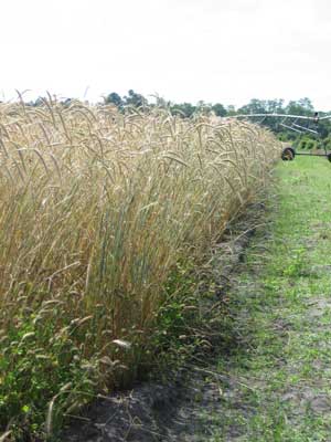 Cereal rye cover crop