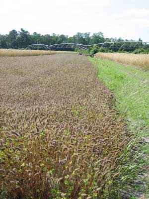 Crimson clover ready for harvest