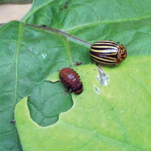 potato beetle larva and adult