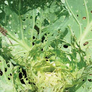 damage on cabbage