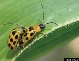 cucumber beetles