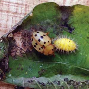 Mexican bean beetle adult and larva