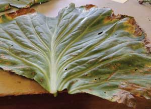 leaf showing potassium deficiency symptoms