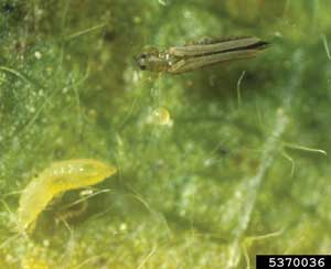 thrip adult and larva