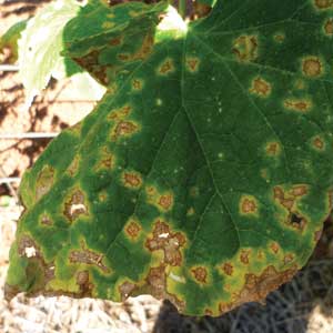 yellow and brown anthracnose spots on leaf