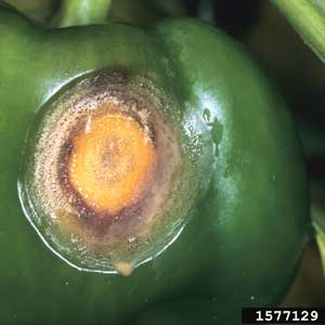 round orange and brown lesion on green pepper