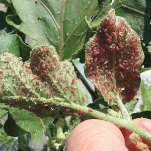 aphids covering the underside of a leaf