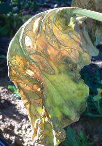 wilted, yellowed leaf