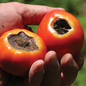 tomatoes with blossom-end rot