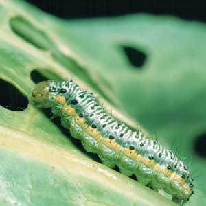 corss-striped cabbageworm larva