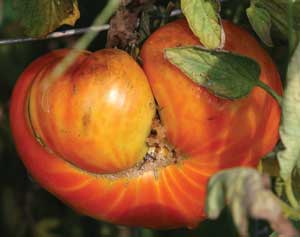 tomato with cat-facing