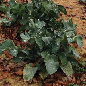 cold-damaged foliage
