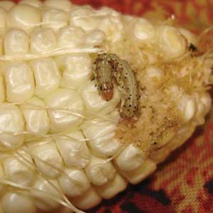 corn earworm on corncob