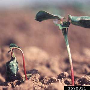 seedlings with red stems. one is drooping over
