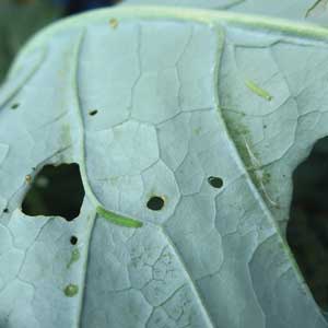 diamondback moth larve chewing holes in leaves
