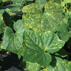 yellow spots on cucurbit leaves
