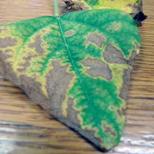 leaf with brown and yellow spots from drought stress
