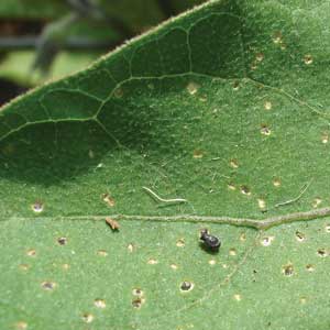 flea beetle on leaf with feeding damage