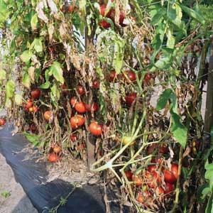 wilting tomato plants