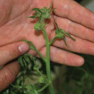 herbicide damage on vegetable plants
