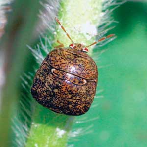Kudzu Bug on plant stem