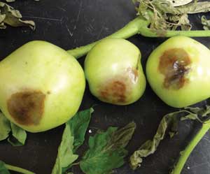 green tomatoes with brown spots