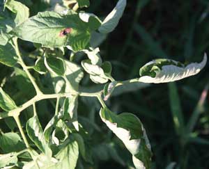 rolled tomato leaves