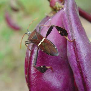 adult leaf-footed bug on plant