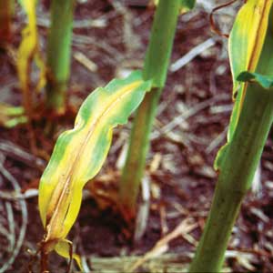 bamboo leaf showing nitrogen deficiency symptoms