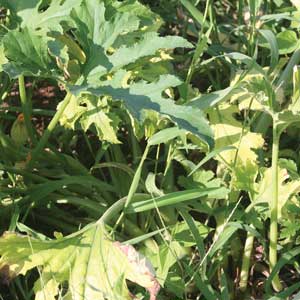 yellowing overwatered vegetable leaves
