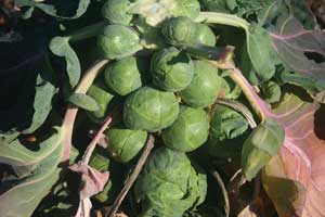 phosphorus deficiency in foliage
