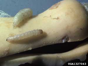 pickleworm larvae