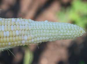 ear of corn with small, undeveloped kernels on part of the ear