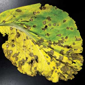 yellowed leaf with brown and white spots