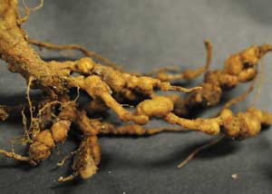 root-knot nematodes