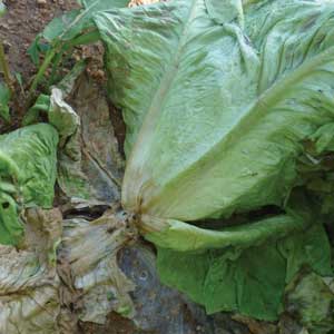 white mold at the base of lettuce