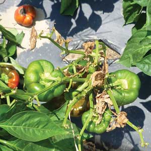 blighted pepper plant