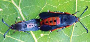 squash vine borers mating