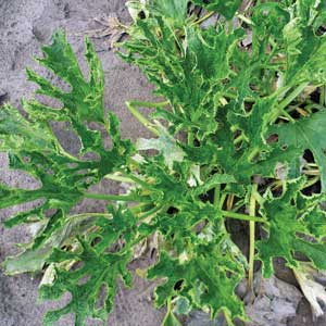squash leaves with mottled color