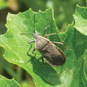 adult squash bug on a leaf