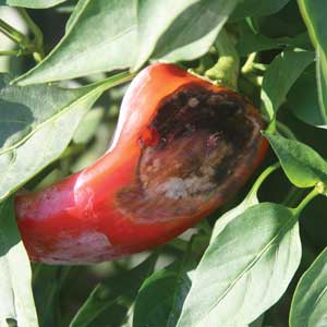 pepper with sunscald